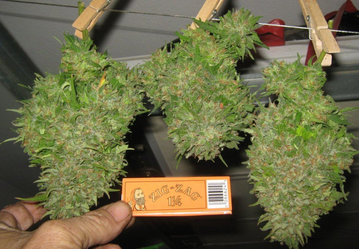Fataliencracknugs