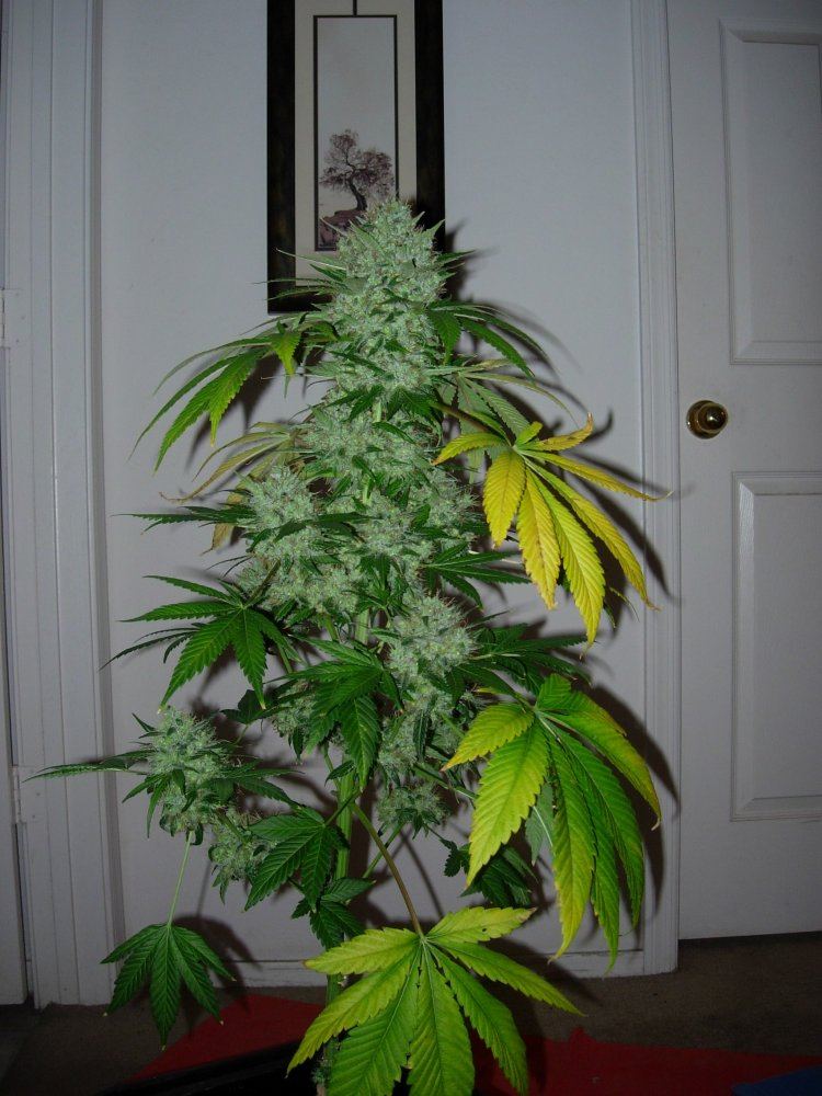 FatGurlpheno 1