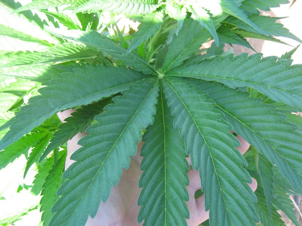 Fatleaf7 11