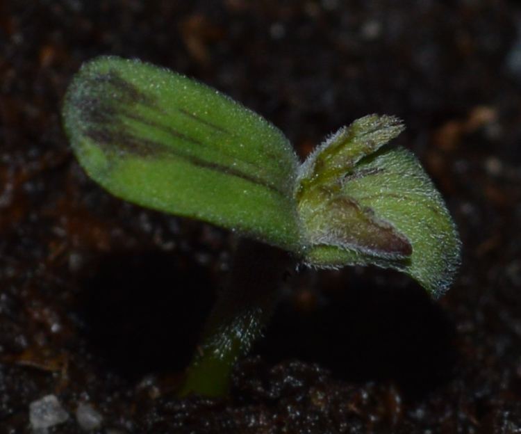 Fattest purp seedling