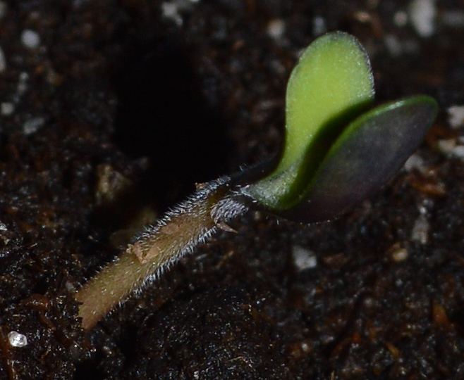 Fattest purp seedling2
