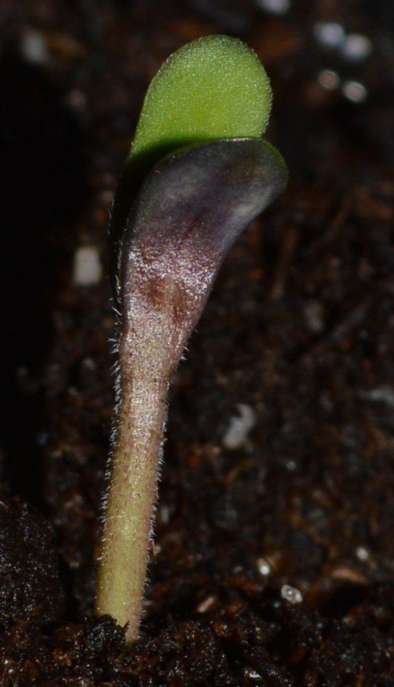 Fattest purp seedling3