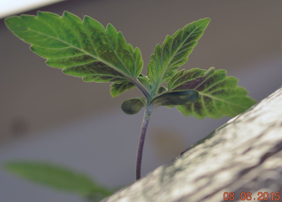 Fattest purp seedling4