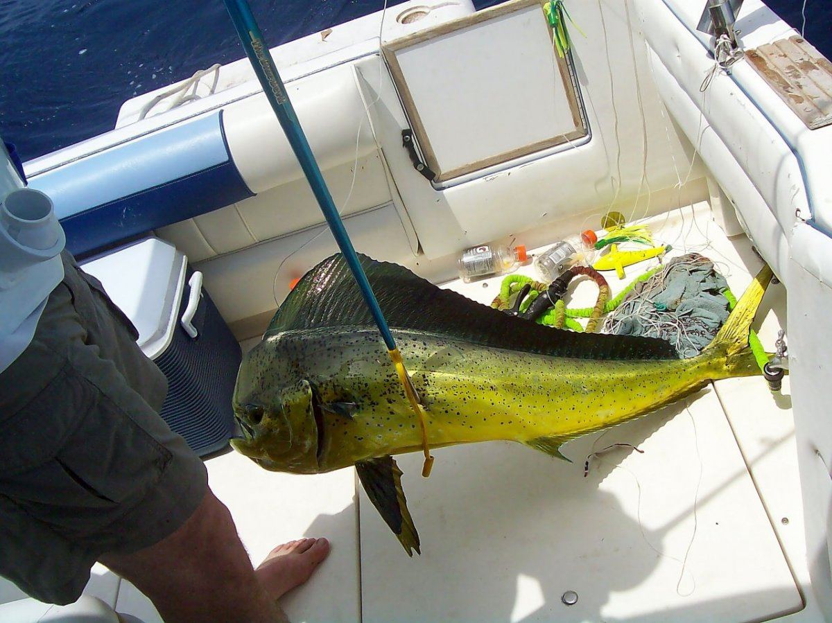 Fatty dolphin in boat