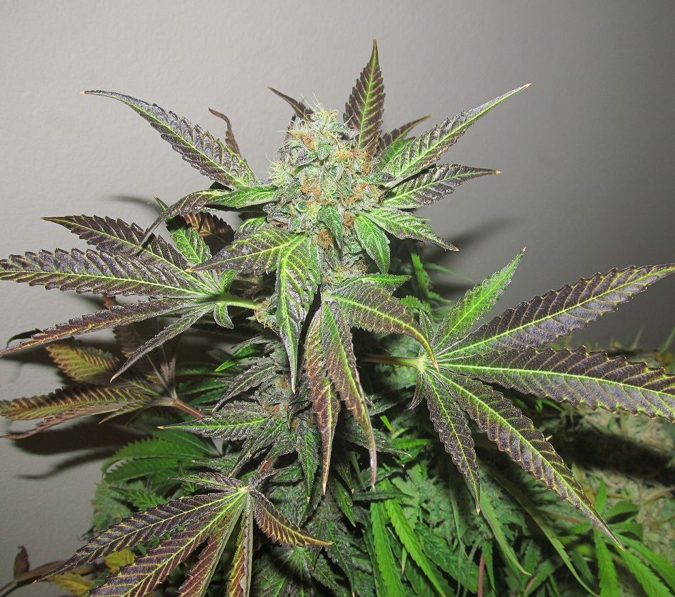 Fau purp