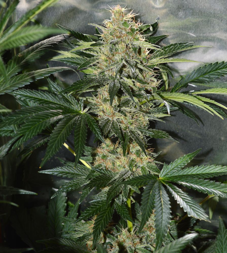Fav pheno2