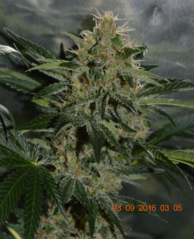 Fav pheno2a