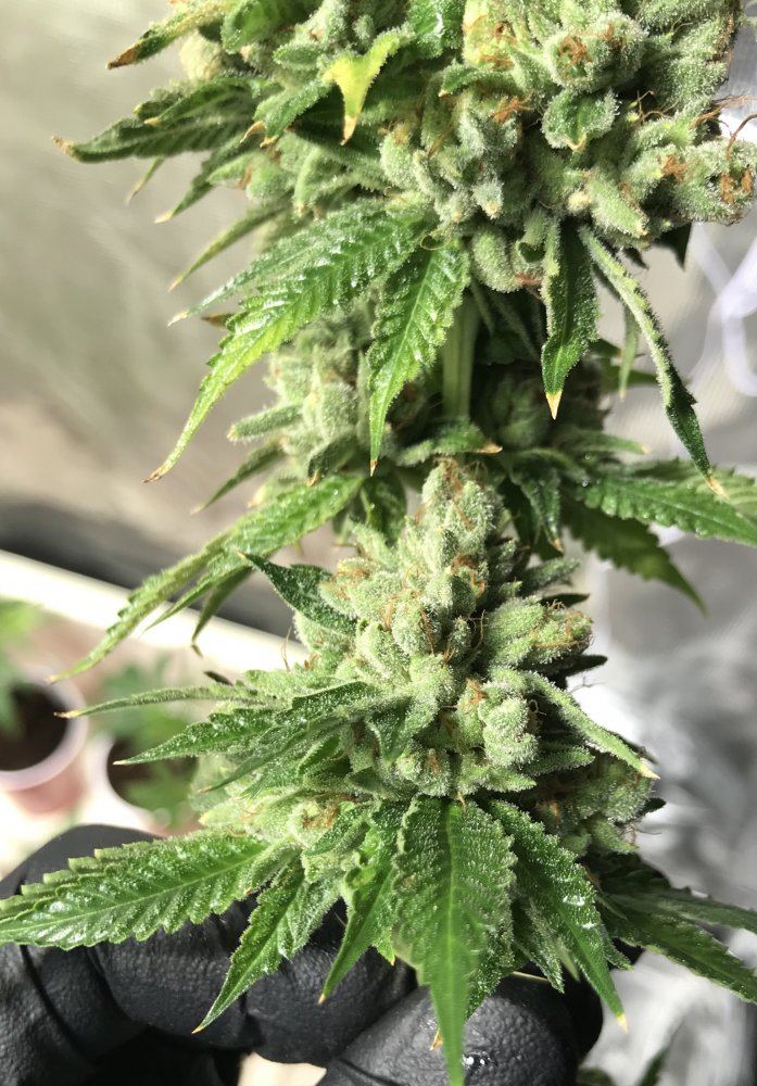 FB7991D3 2EFE 4475 BA8F 7B5C27414B61