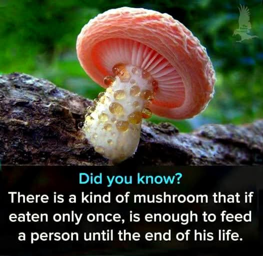 FB IMG 1737947480032