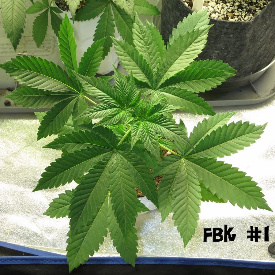 FBK1 sf