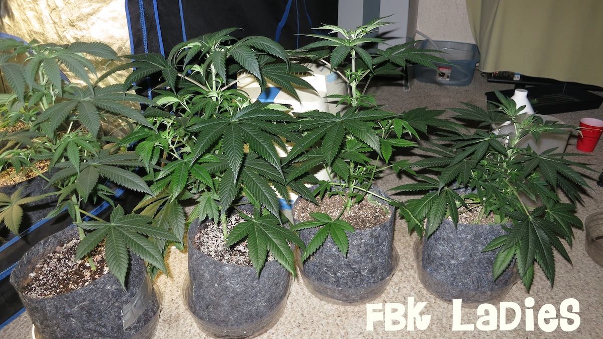 FBKA sf