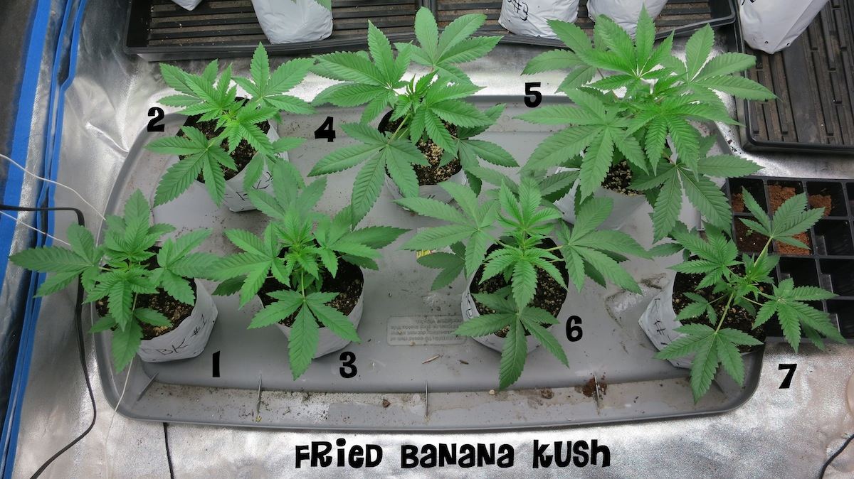 FBKNEWALL sf