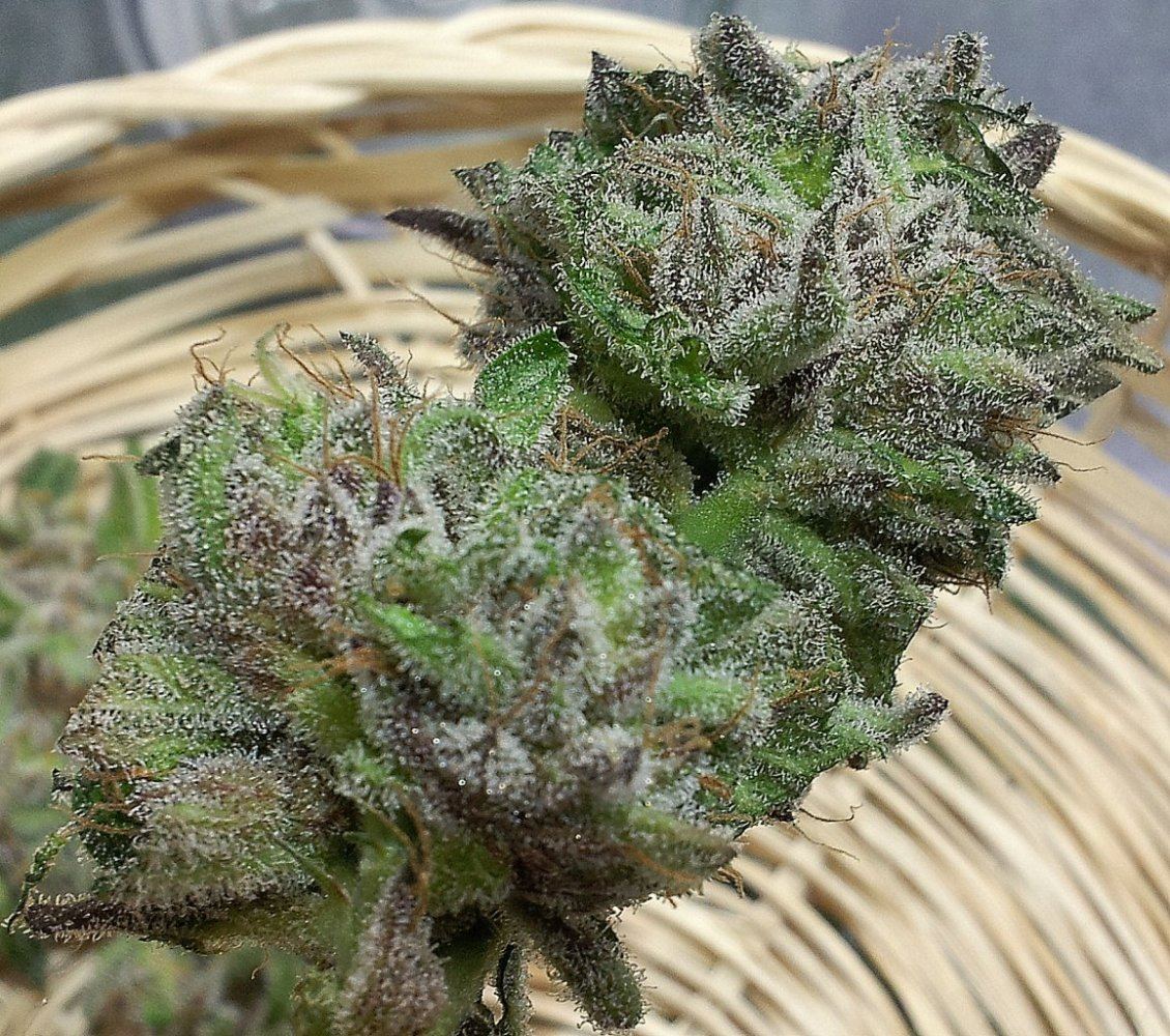Fclw6