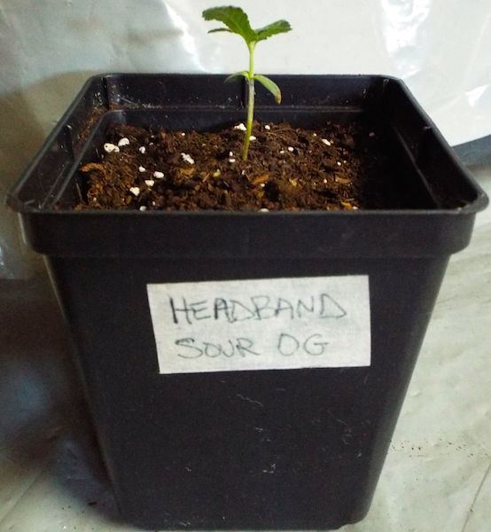Feb5 Headband