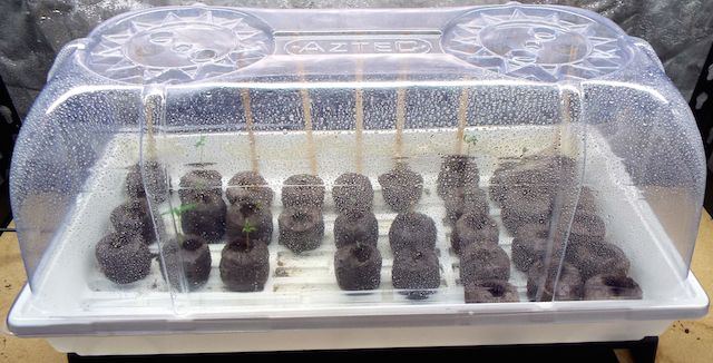 Feb5 seedlings