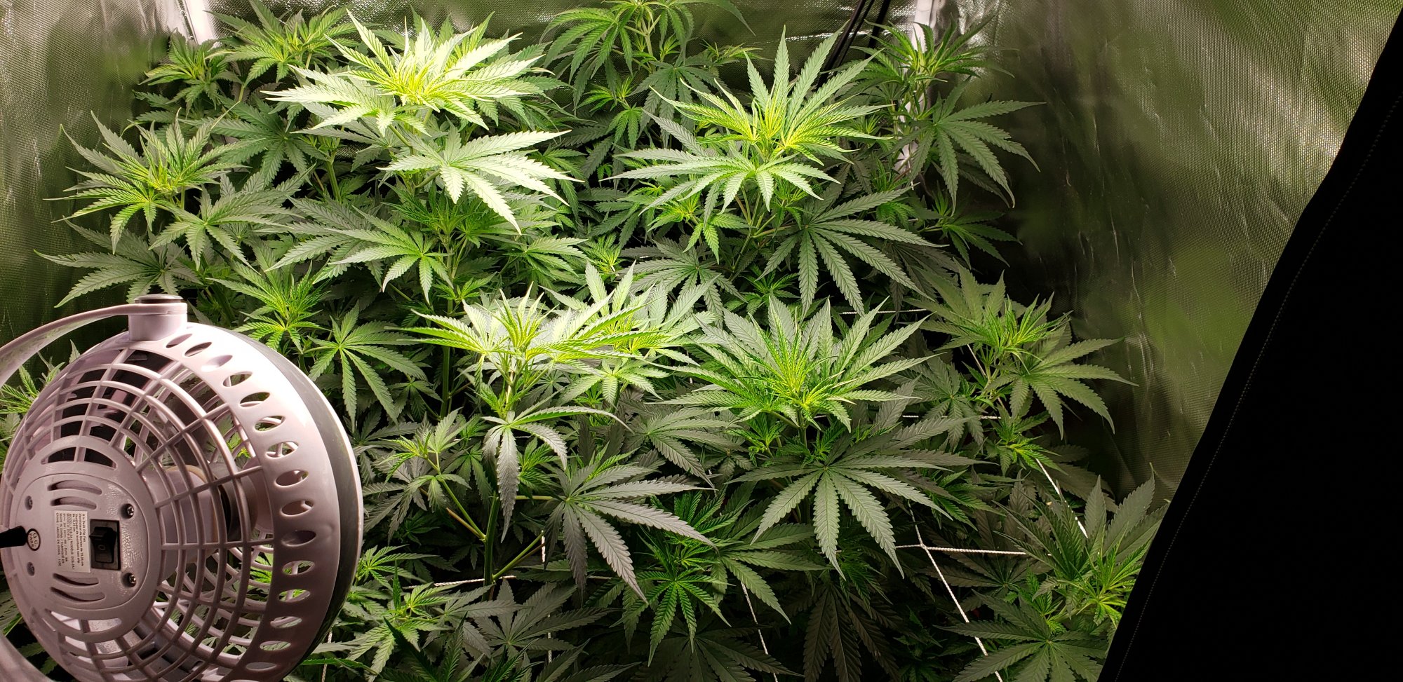Feedback1st time growing  40 days veg   transitioning into  flowering