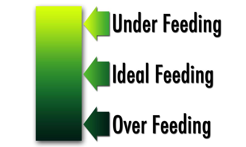 Feeding
