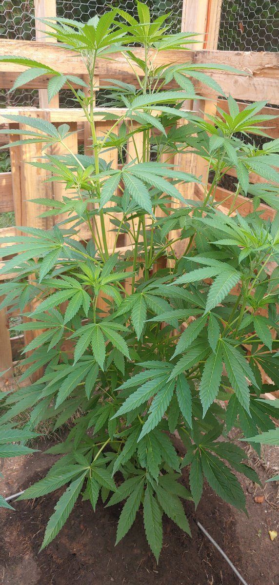 Feeding schedules for outdoor growing tips and tricks 4