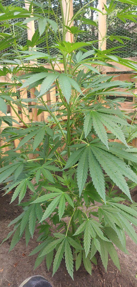 Feeding schedules for outdoor growing tips and tricks