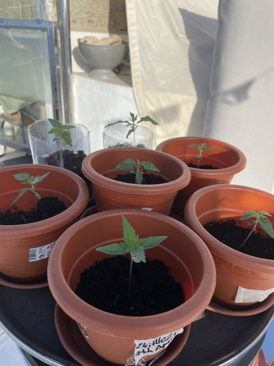 Feel free to critique my first grow 2