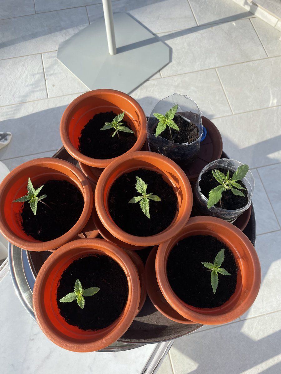 Feel free to critique my first grow