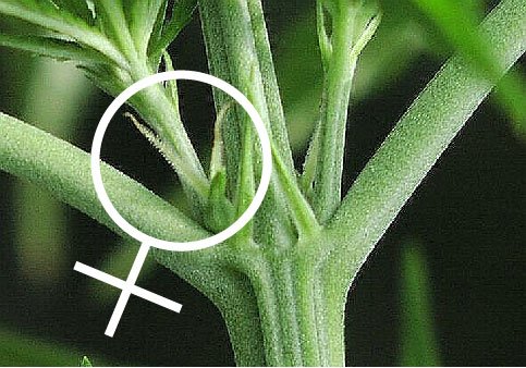 Female cannabis plant