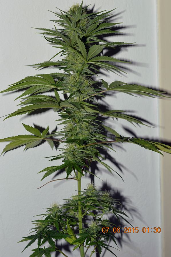 Female1e cola