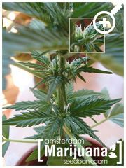 Female marijuana plant