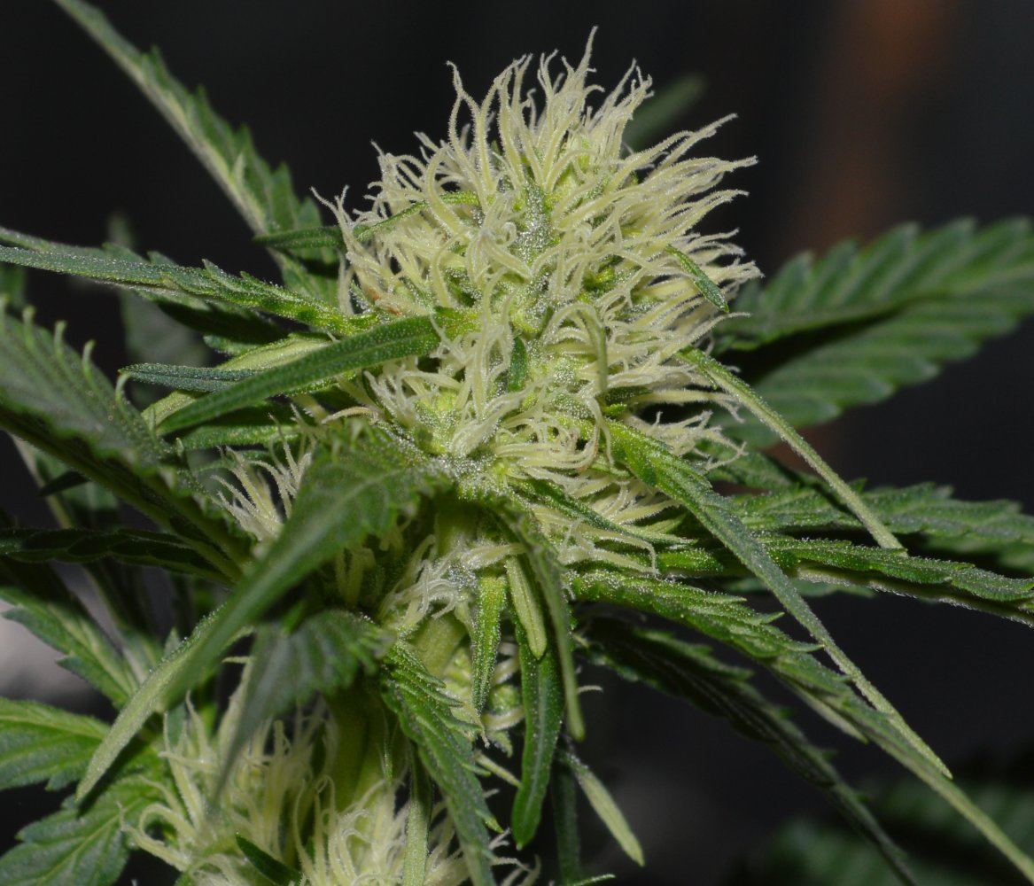 Femalebud