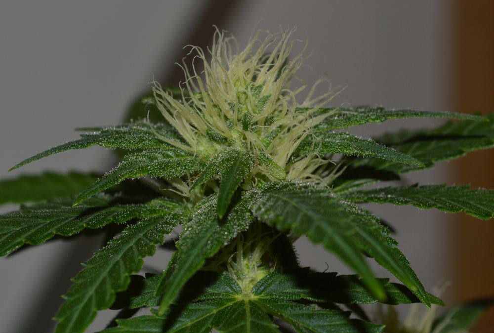 Femaleflower