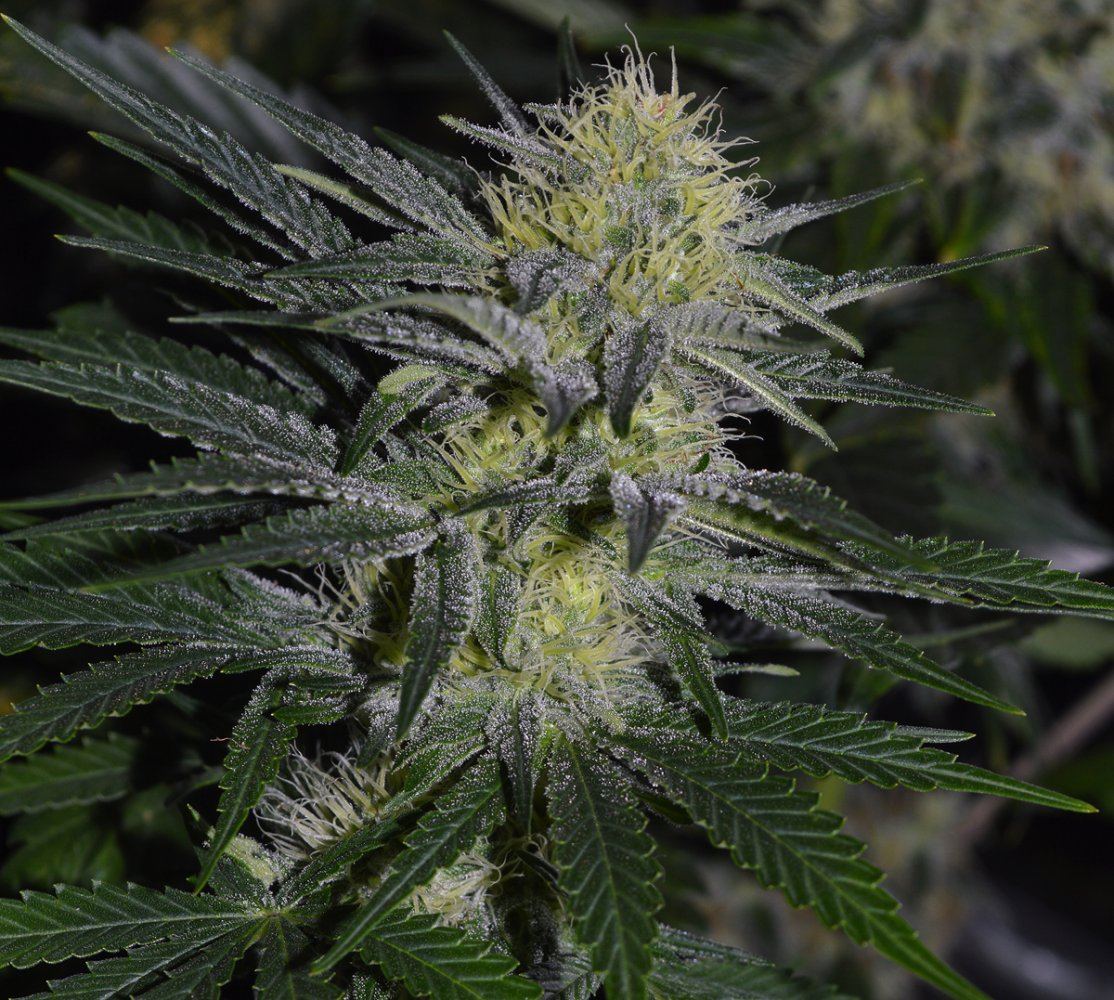 Femaleflower1c