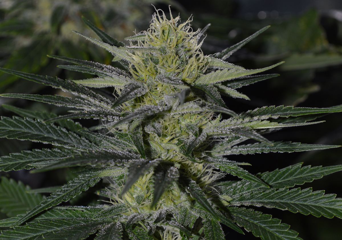 Femaleflower1d
