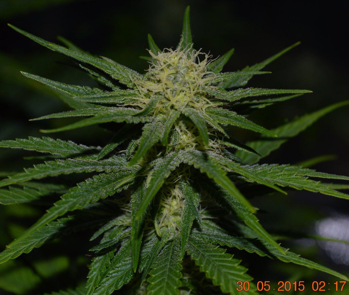 Femaleflower2