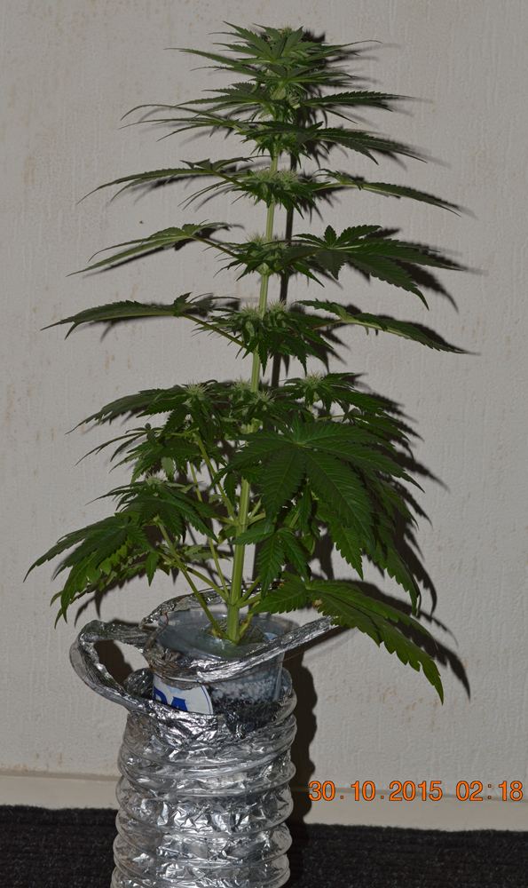 Femalehempybottle