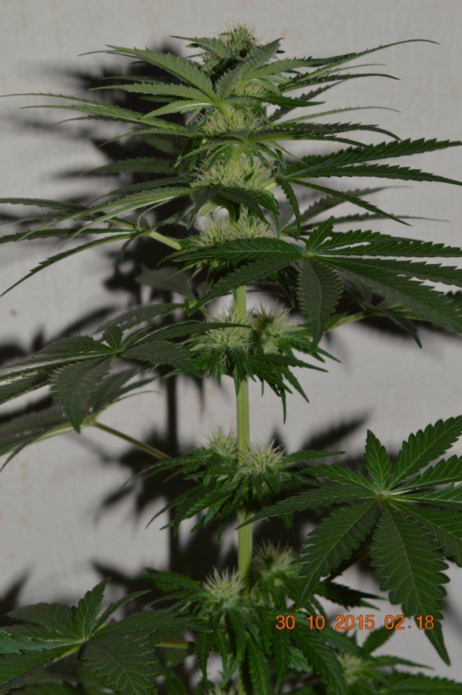 Femalehempybottle2