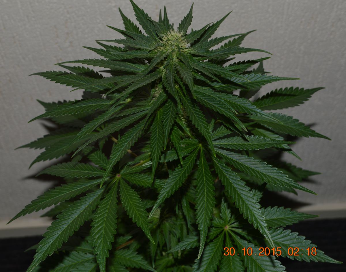 Femalehempybottle3