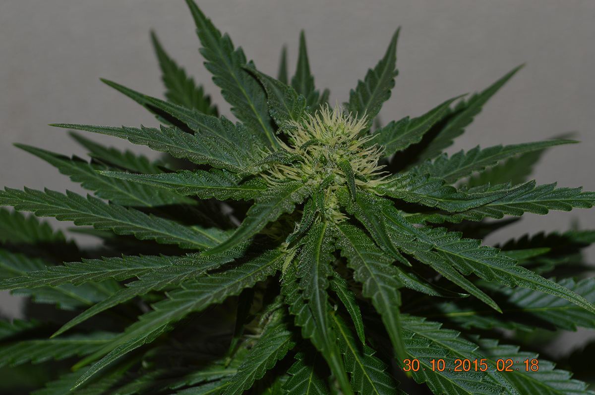 Femalehempybottle4