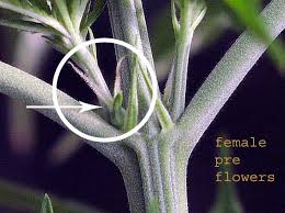 Femalepreflower