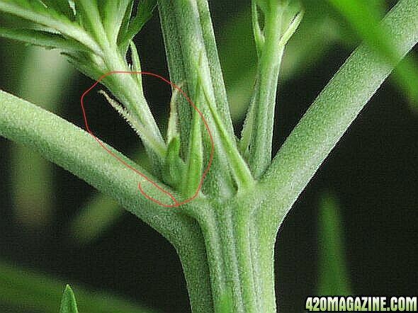 Femalepreflowers