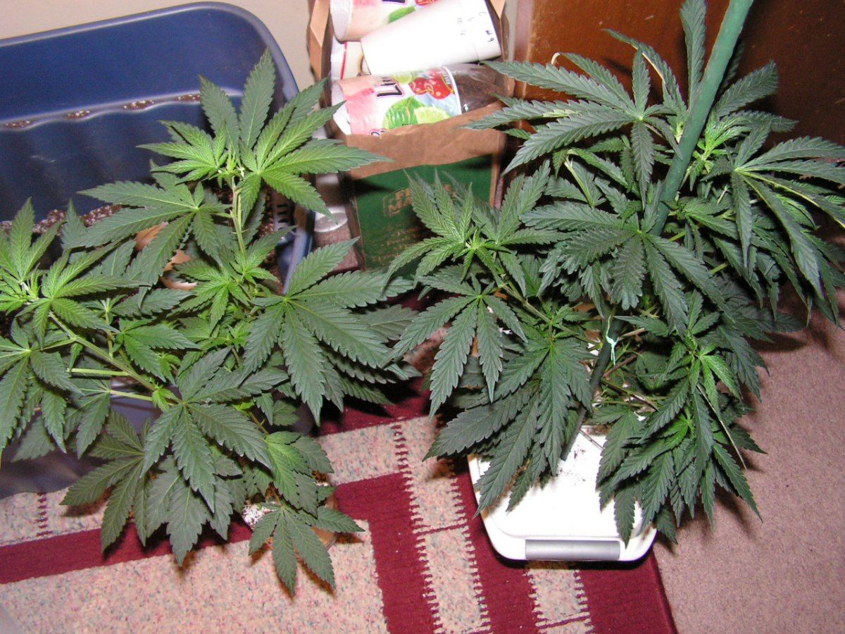 Females 7 8