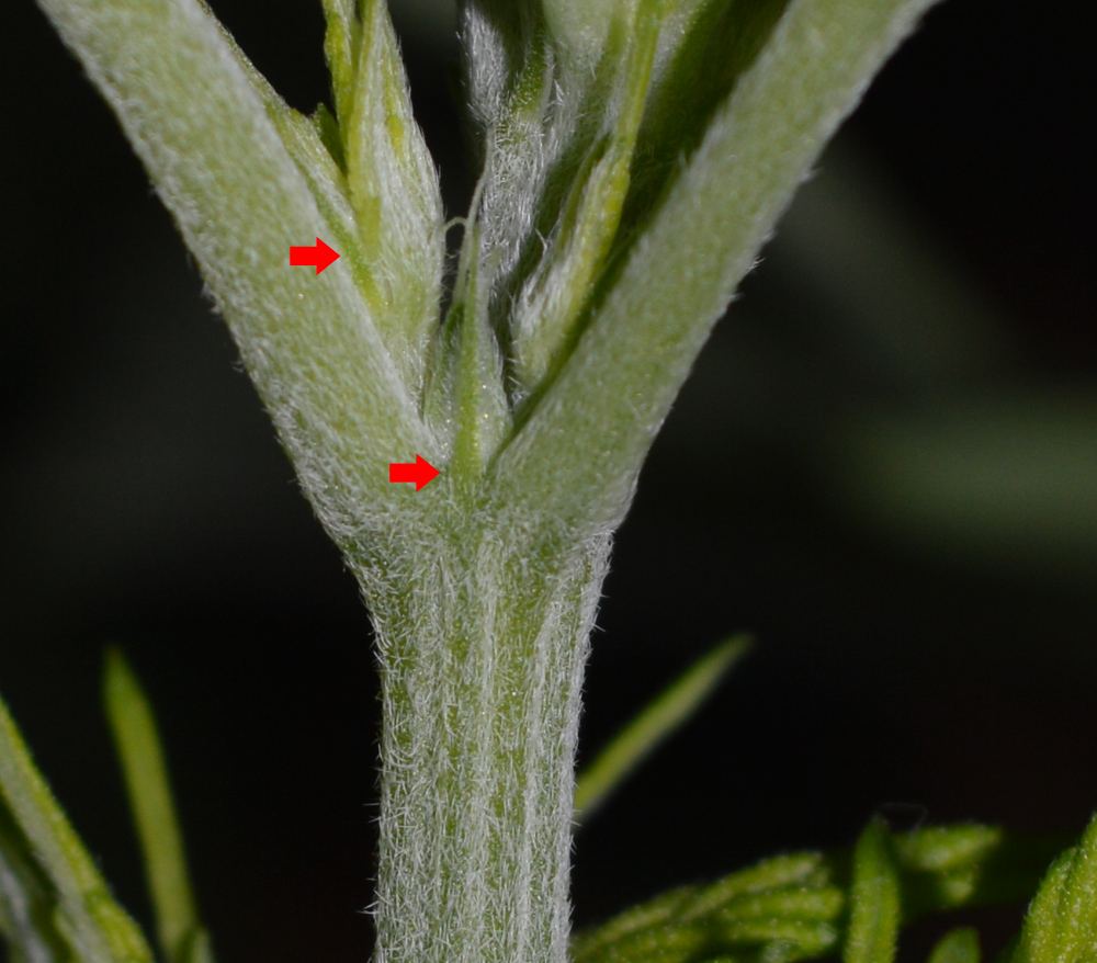 Femaletrimissingstipule