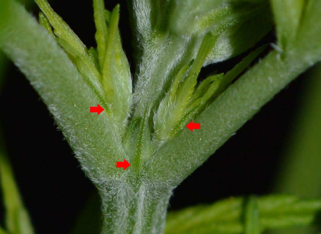 Femaletristipules