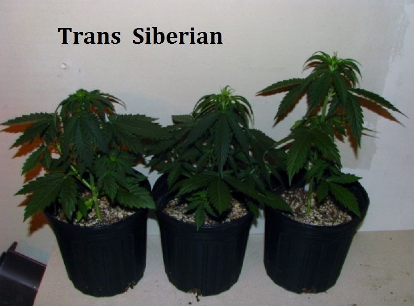 Femd Trans Siberians