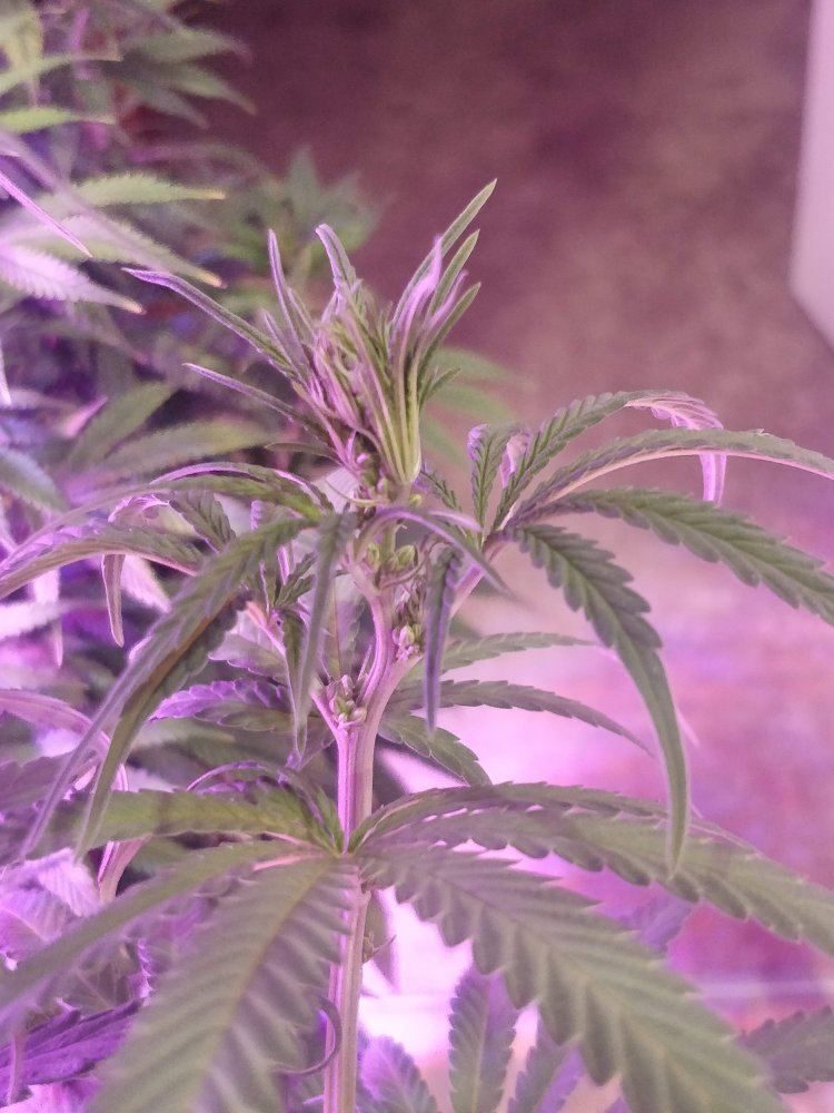 Feminized seed looking very male   looking for confirmation 2