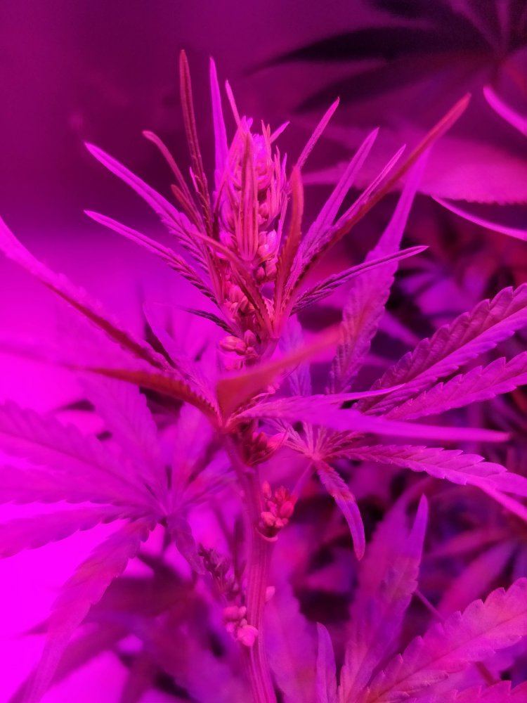 Feminized seed looking very male   looking for confirmation 3