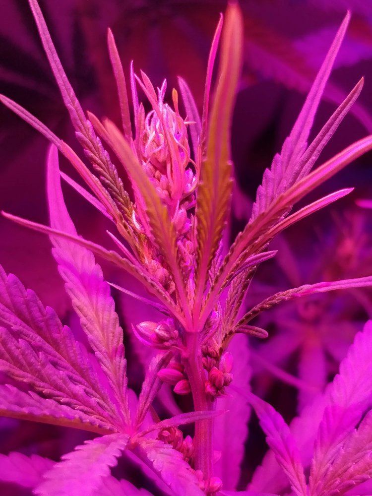 Feminized seed looking very male   looking for confirmation 4