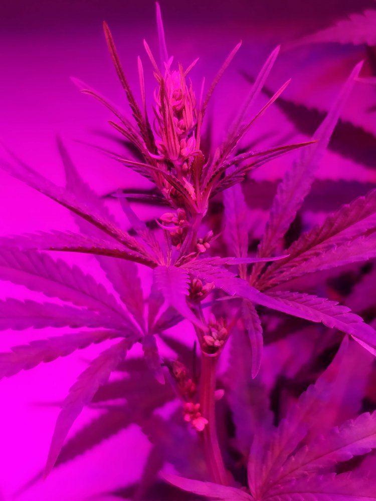 Feminized seed looking very male   looking for confirmation 6