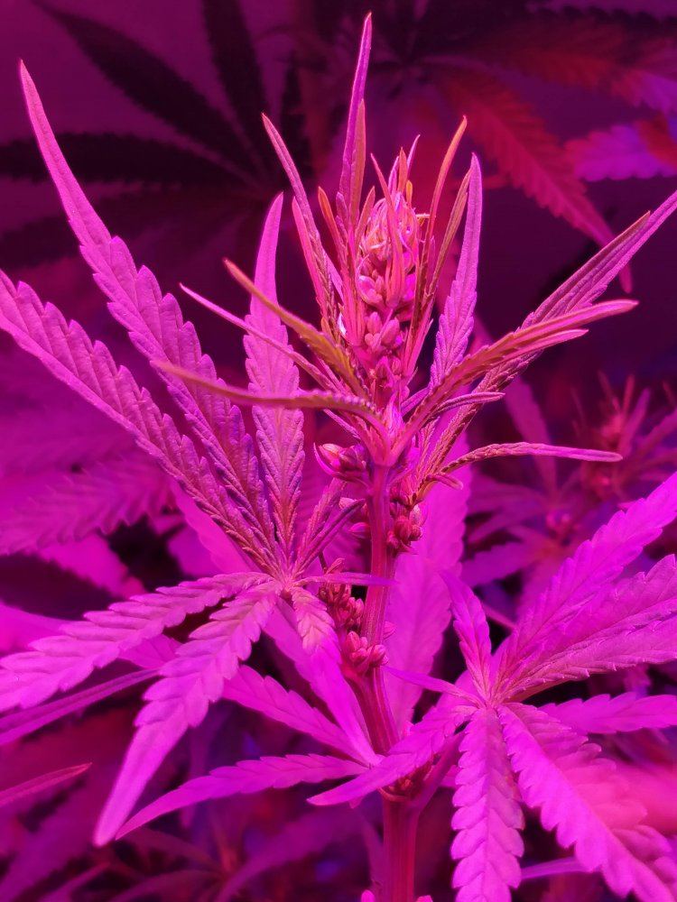 Feminized seed looking very male   looking for confirmation 7