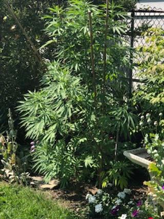 Fence plant