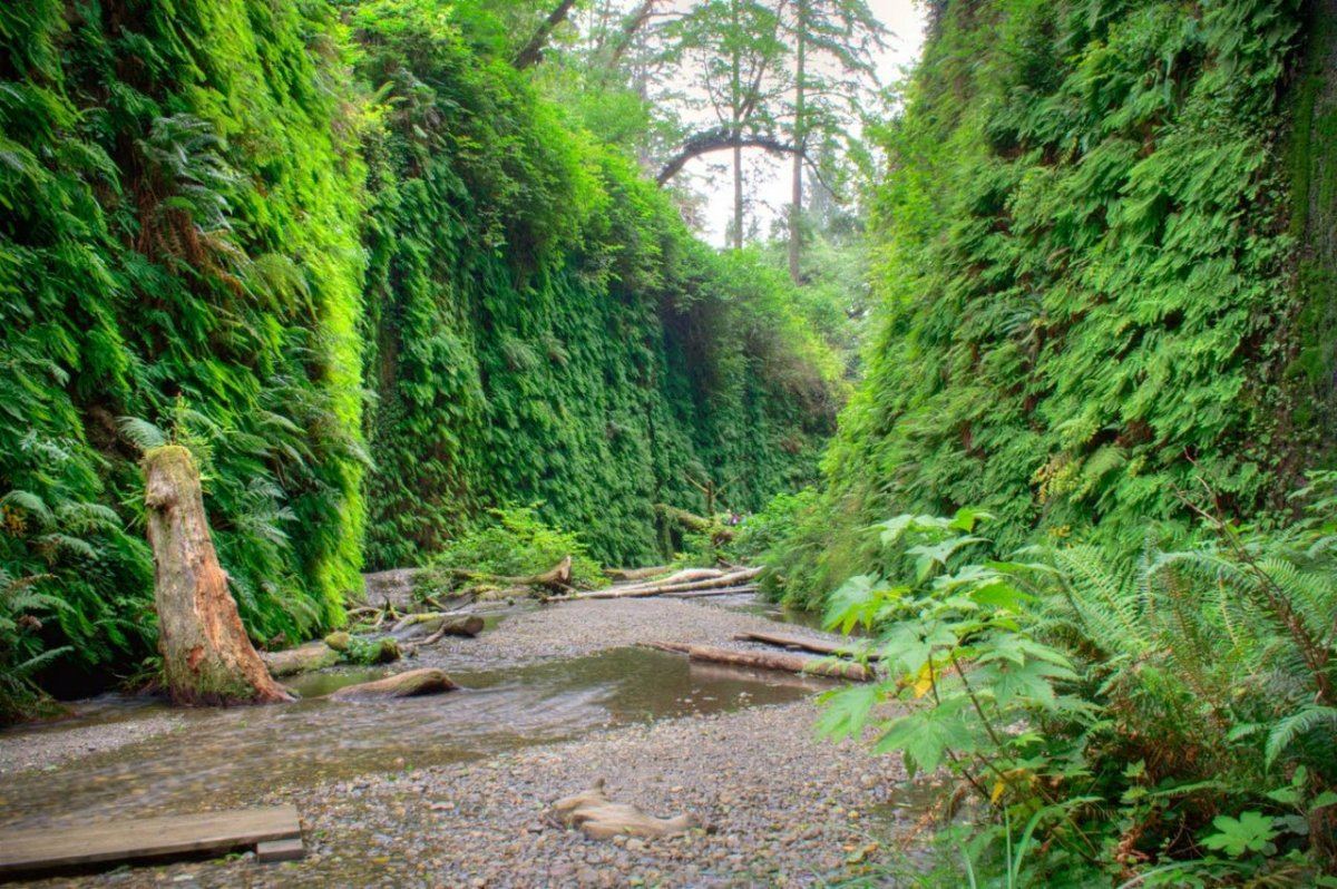 Ferncanyon